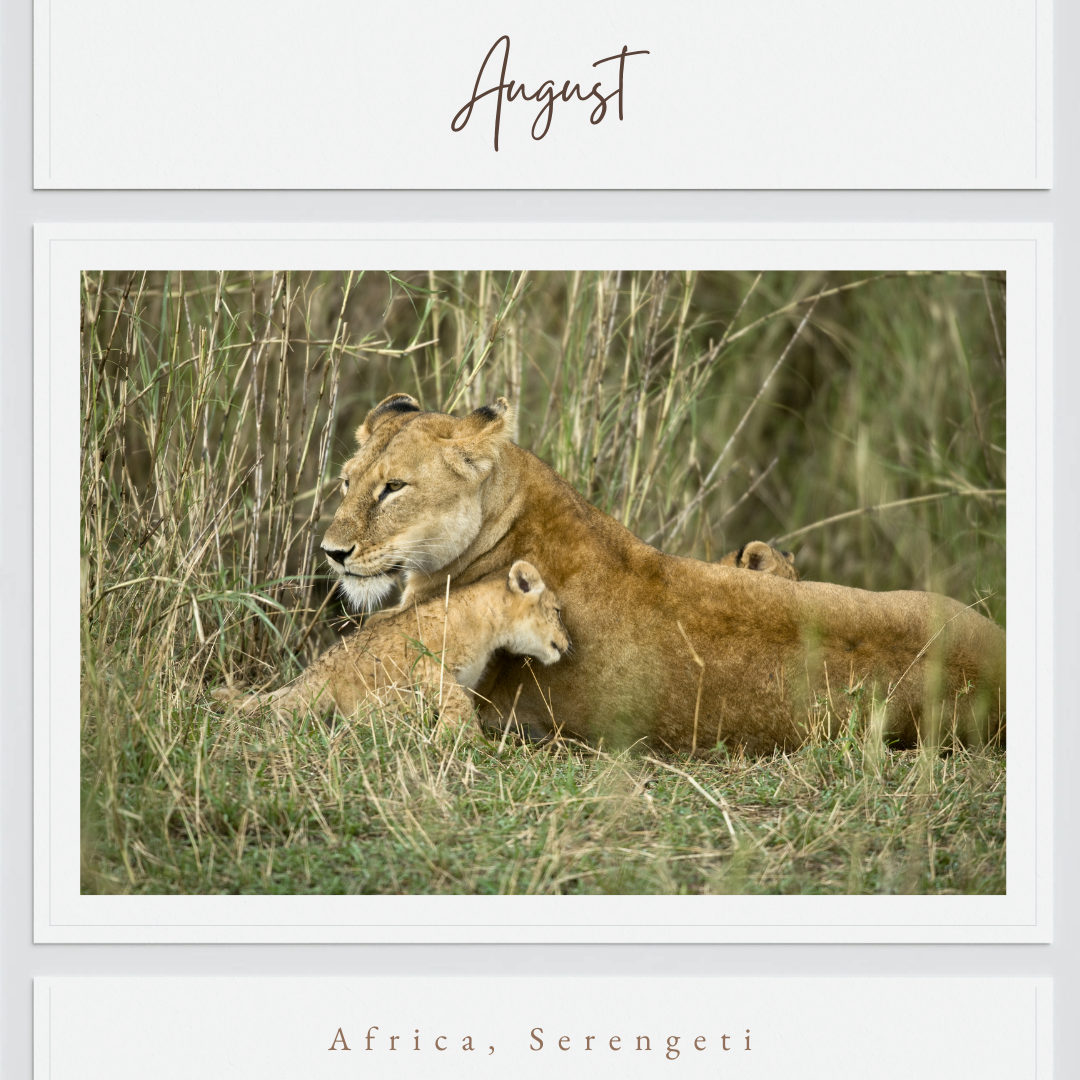 August - Serengeti, Africa