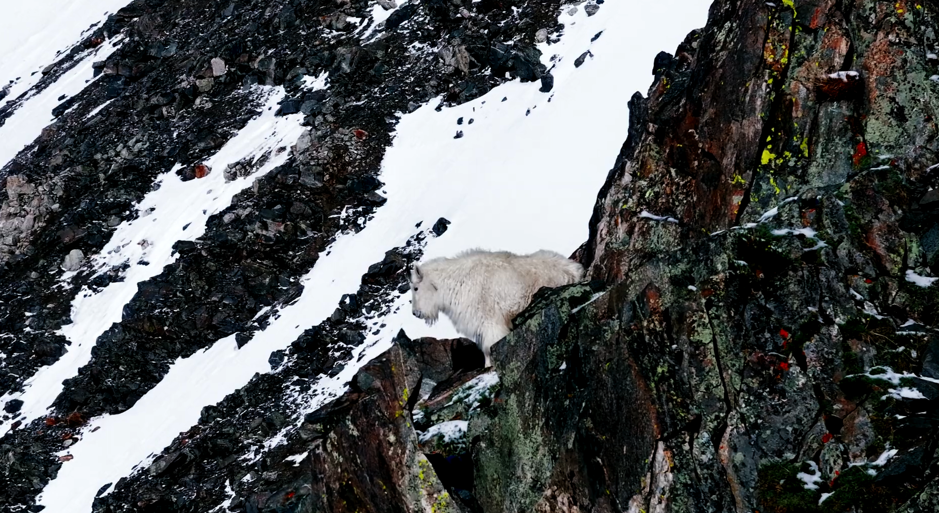 A mountain goat climbing a steep, rocky, snow-covered slope.