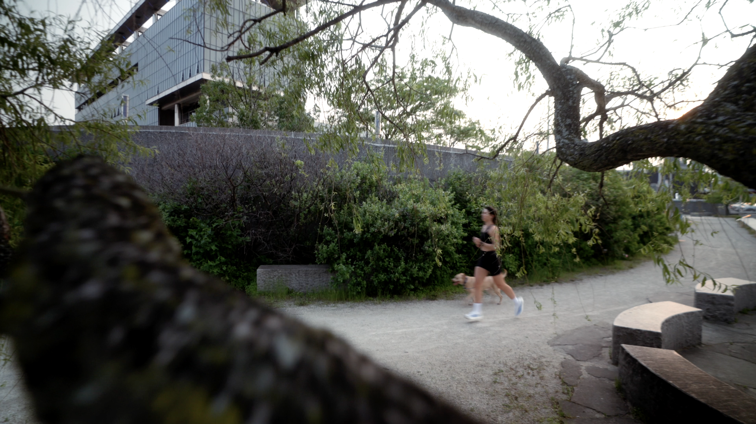 A woman jogging with a dog on a path in an urban park, surrounded by trees and bushes, with a modern building in the background during sunset.