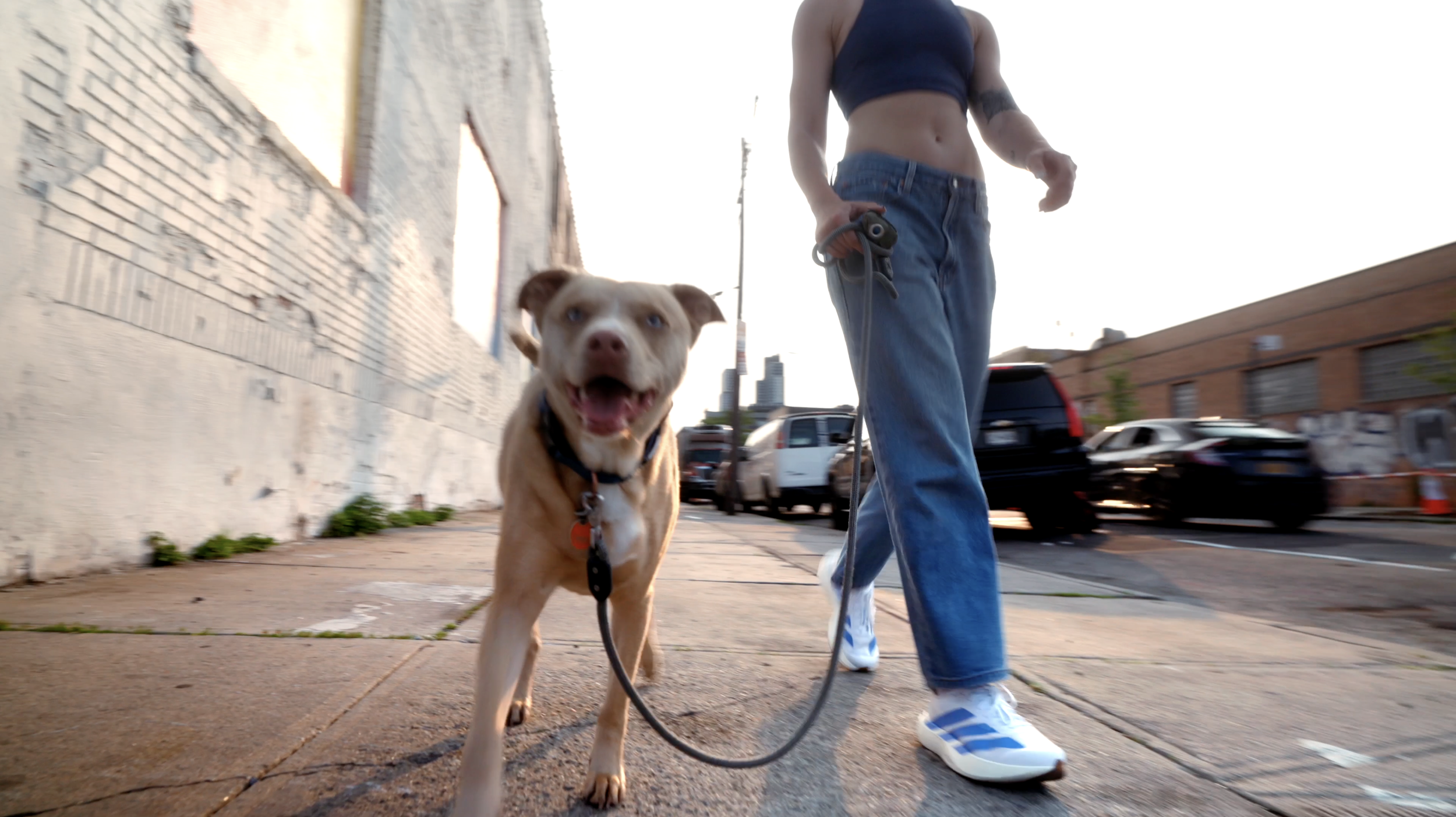 A person walking a dog on a city sidewalk during the day, with parked cars and a brick building in the background.
