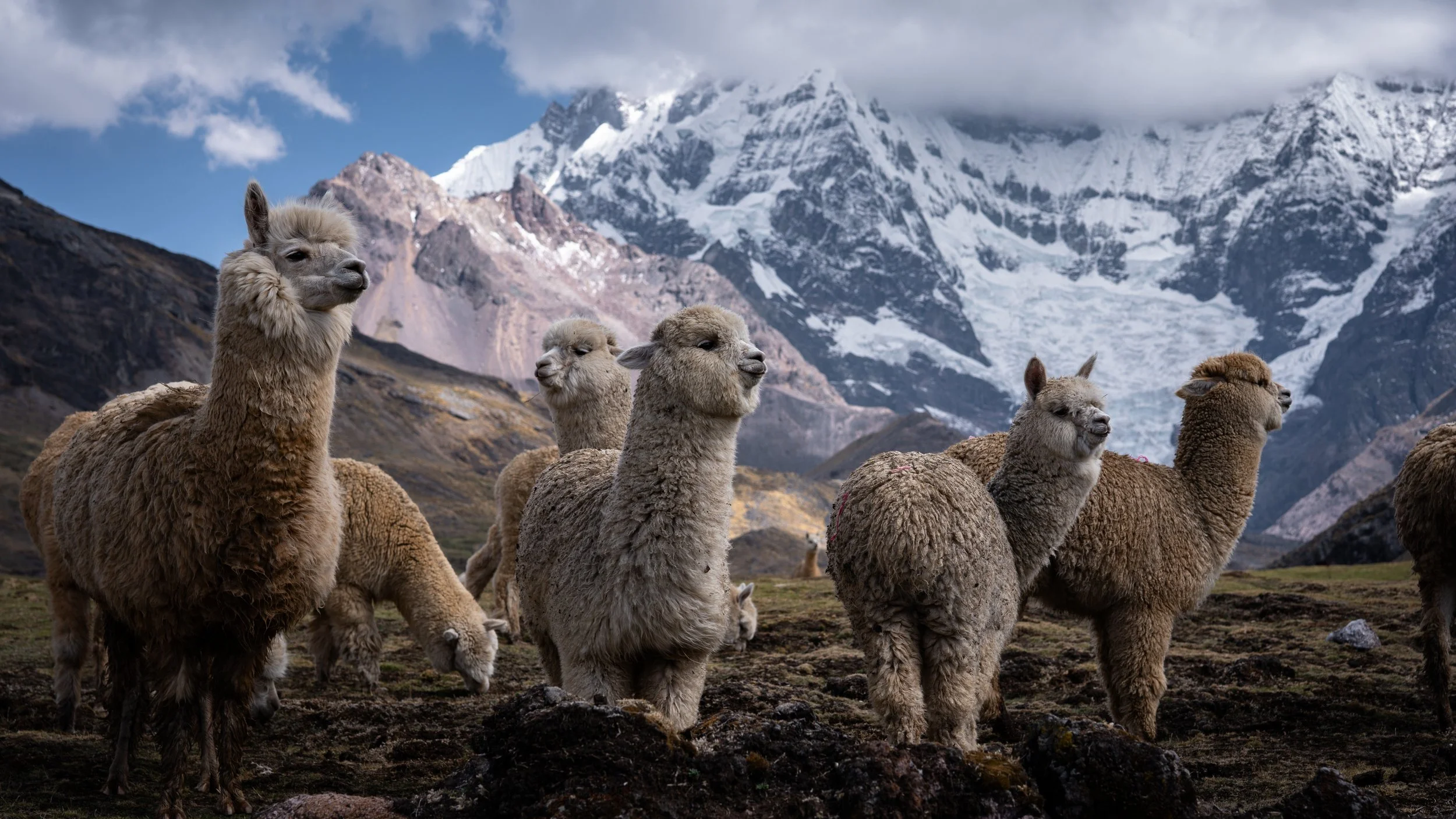 Group of six brown llamas standing on rocky terrain with snow-capped mountains and a cloudy sky in the background.