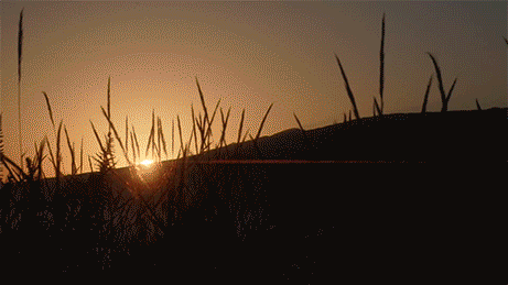 Sunset over grassy hill with tall grass in foreground