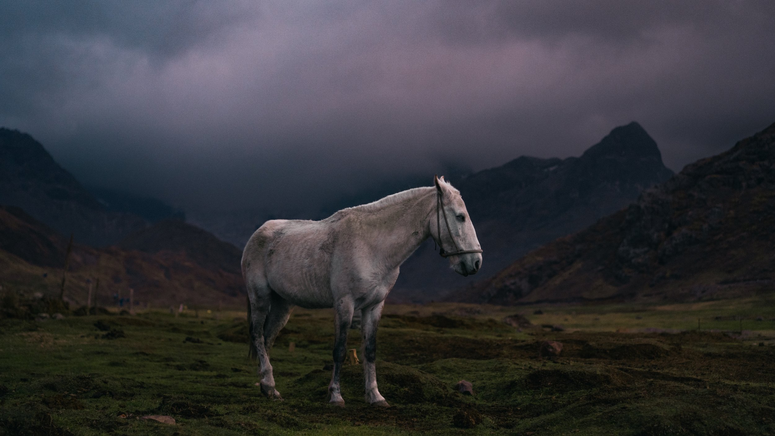 A white horse standing on a grassy plain with mountains in the background and dark cloudy sky overhead.
