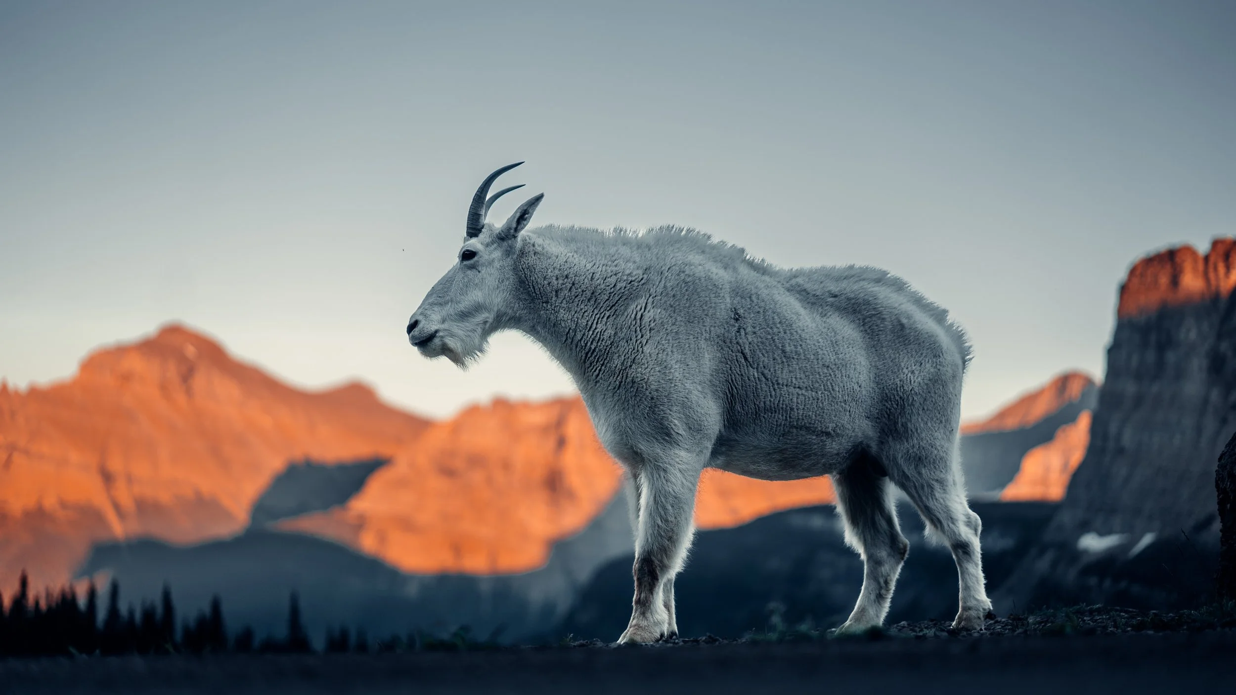 A mountain goat standing on rocky terrain with orange-hued mountains in the background during sunset or sunrise.