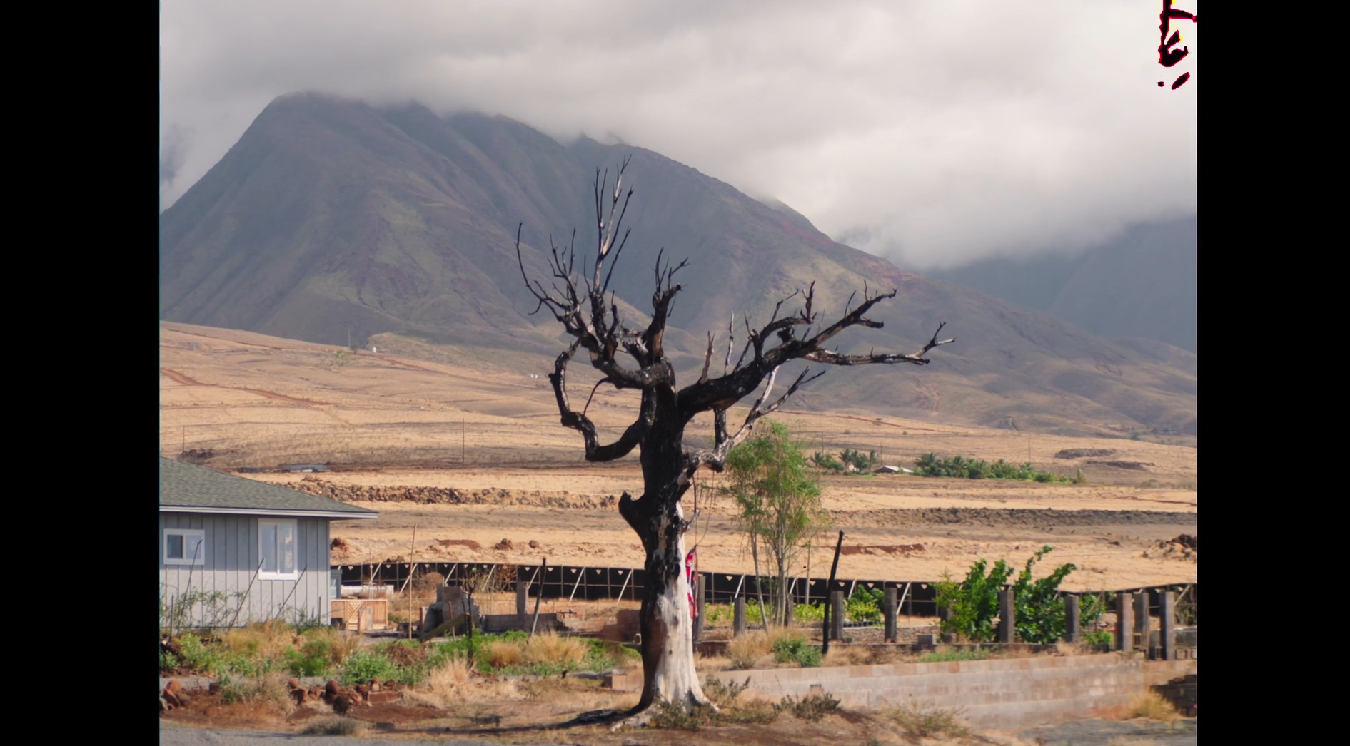 A barren, leafless tree in the foreground, with a mountainous landscape in the background. The scene is partly cloudy.