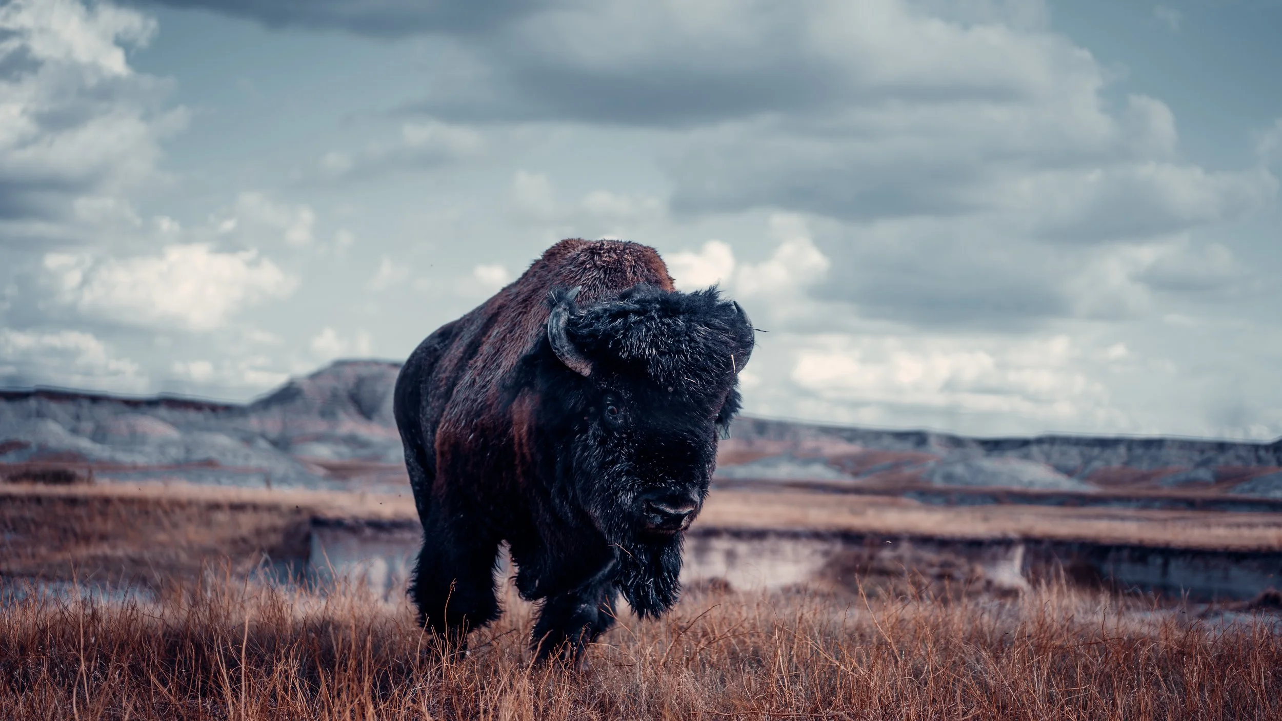A bison standing in a grassy field with a cloudy sky and rolling hills in the background.