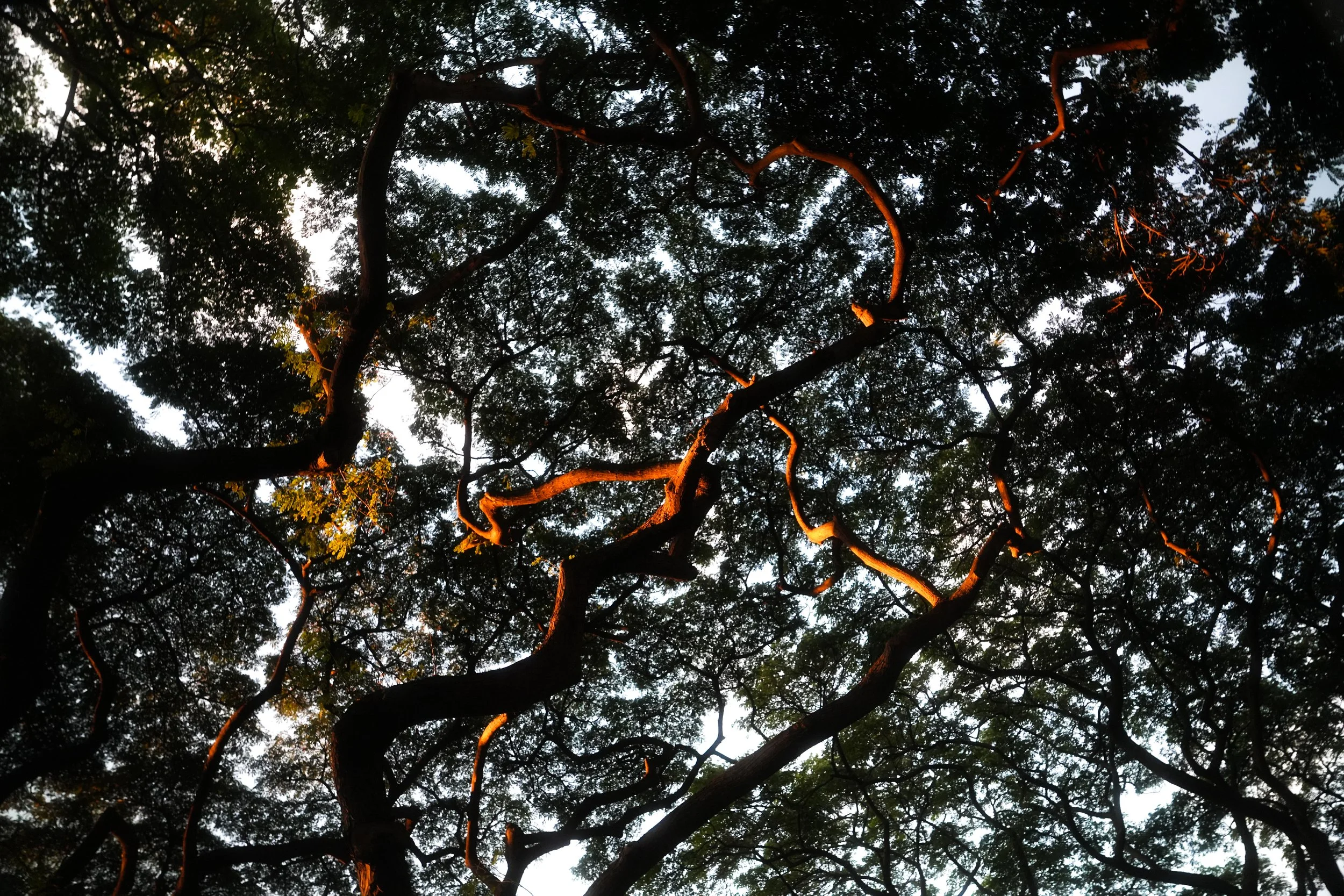 Tree branches with dense foliage seen from below, with sunlight illuminating edges of some branches