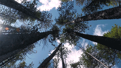 View of tall trees from ground looking up at blue sky and clouds.