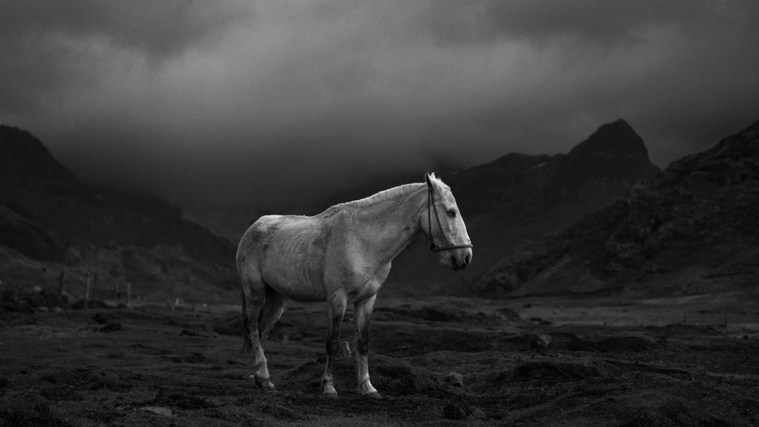 A white horse standing alone on dark, rugged terrain with mountains and dark clouds in the background.