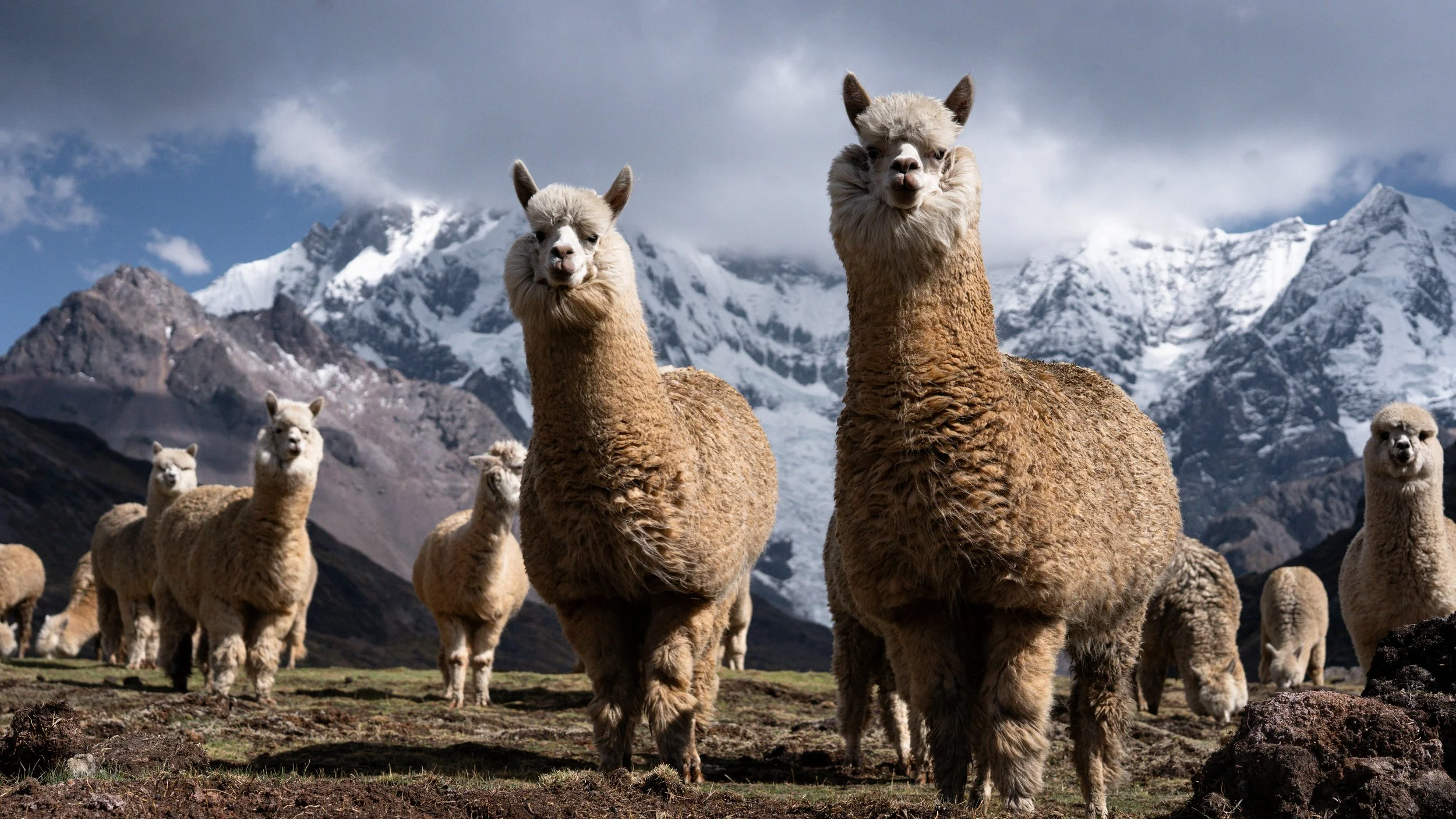 A group of llamas standing in a mountainous landscape with snow-covered peaks in the background.
