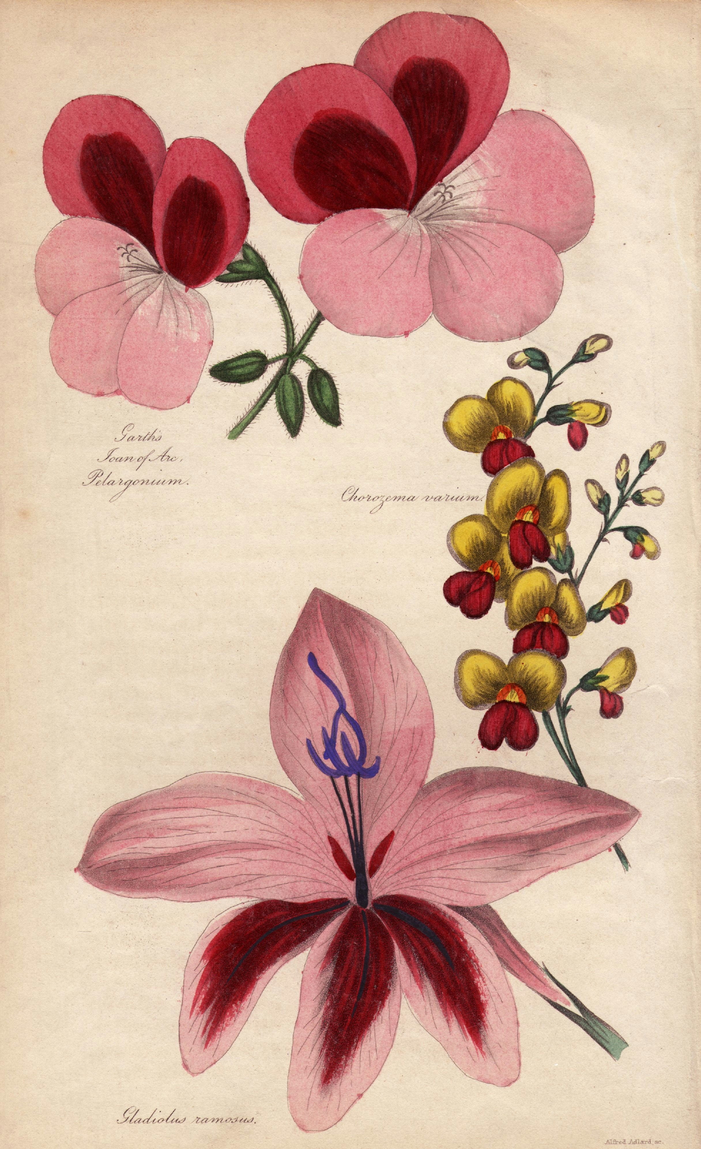 A botanical illustration featuring three different flowers with handwritten labels. The flowers are pink, yellow, and red with various petal shapes and sizes.