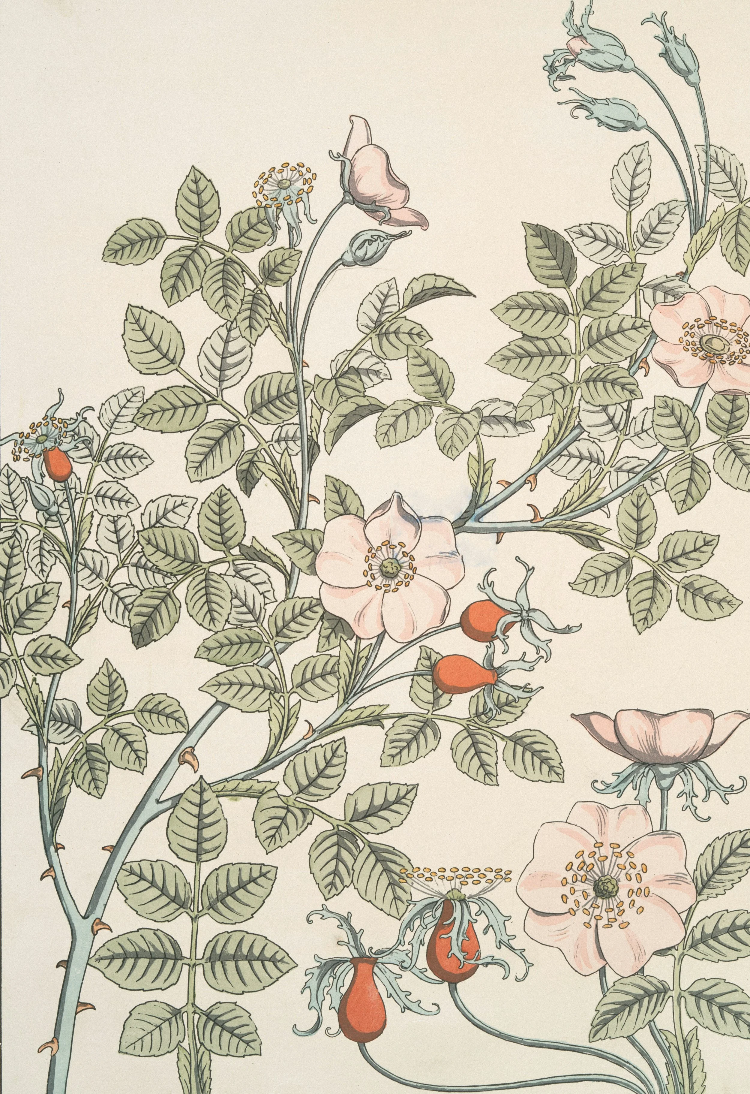 Illustration of flowering plant with pink blooms, green leaves, and orange buds on a light background.