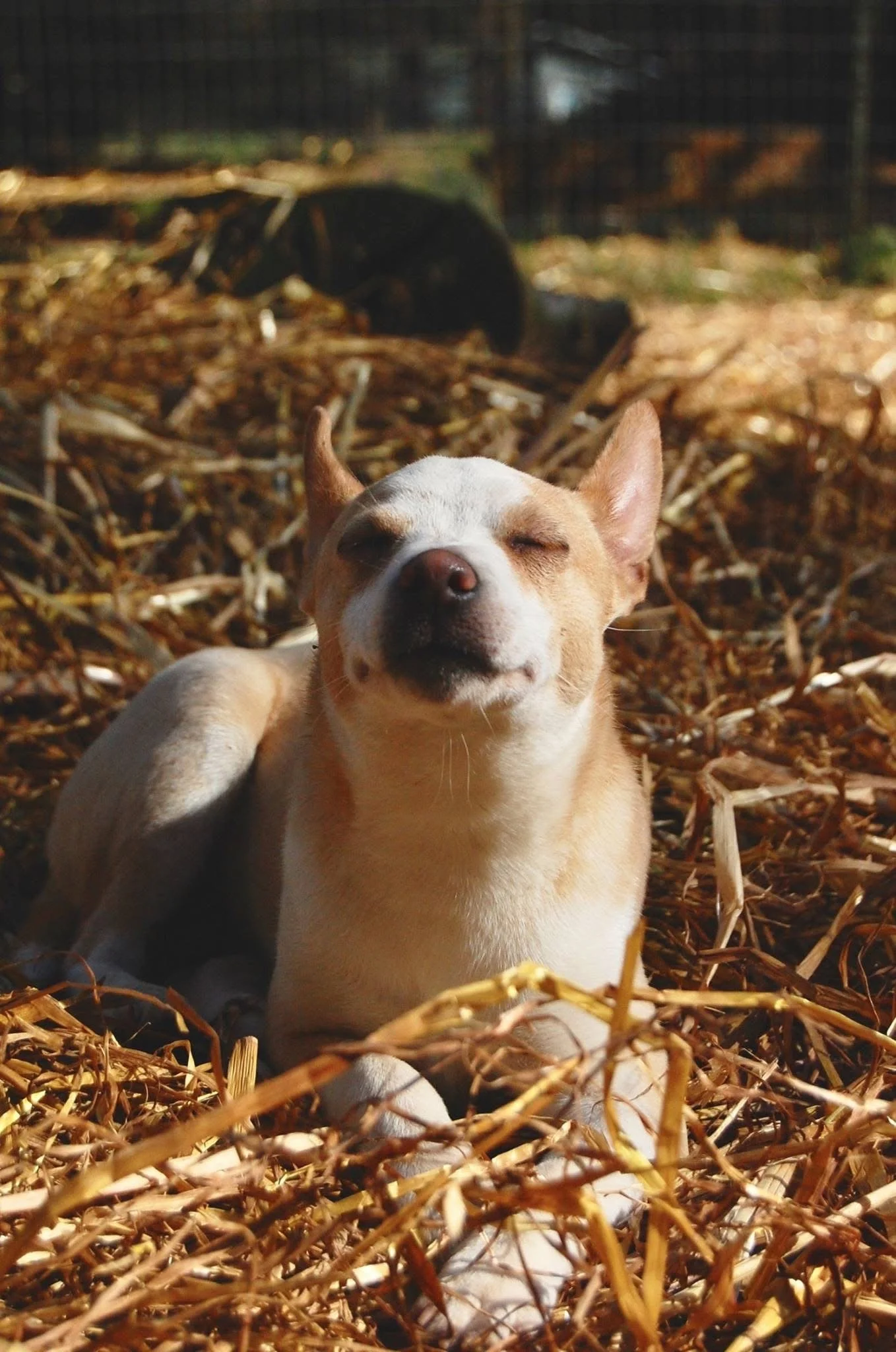 A small dog with tan and white fur relaxing with eyes closed on a bed of dried leaves, with a dark-colored animal in the background.