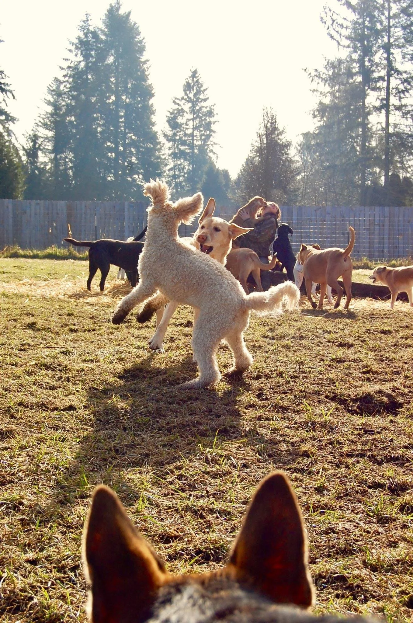 Several dogs playing and running in a yard with a wooden fence and trees in the background, sunlight shining.