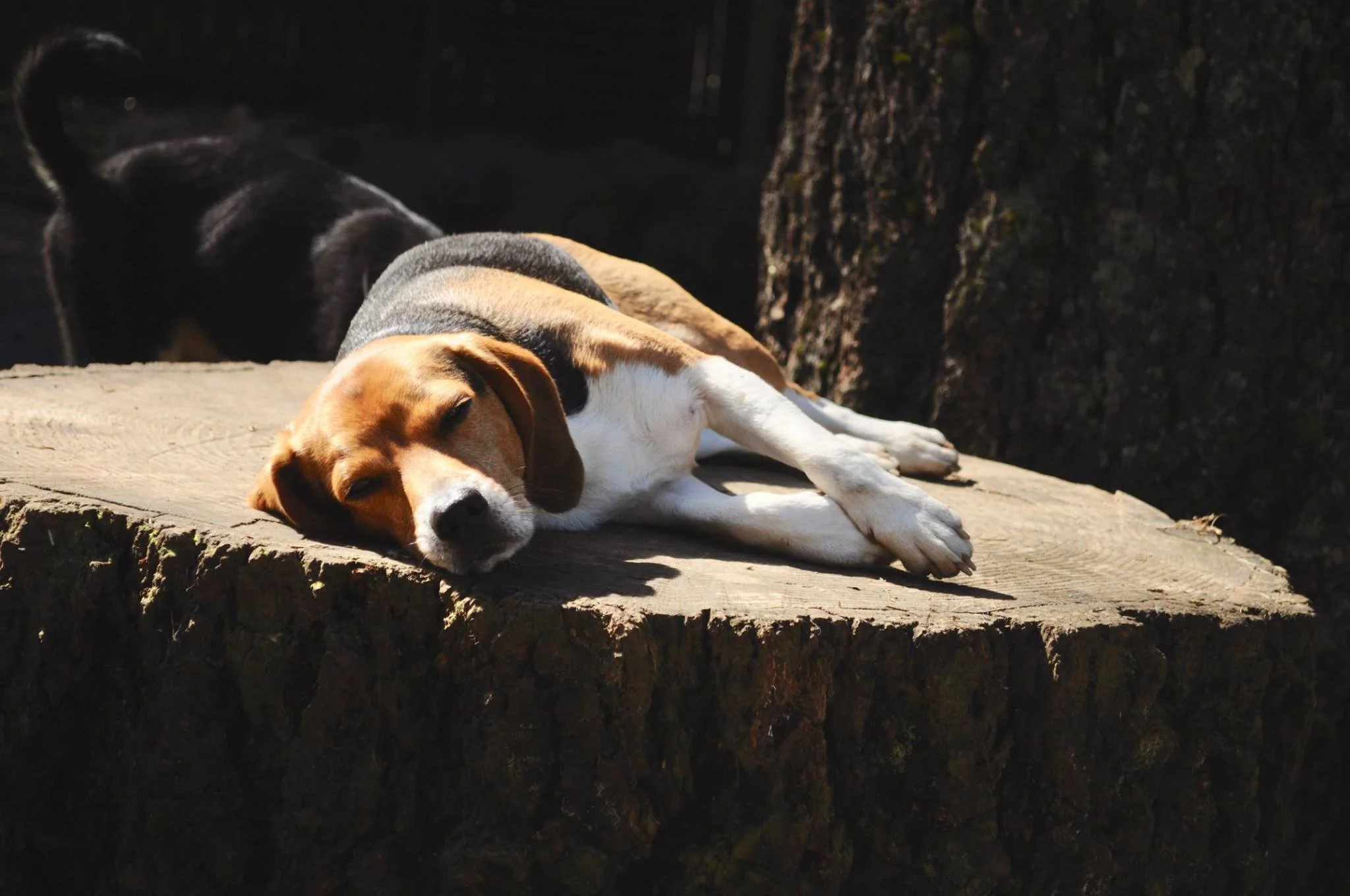 A beagle dog lying down and sleeping on a large tree stump in sunlight, with a dark forest background.