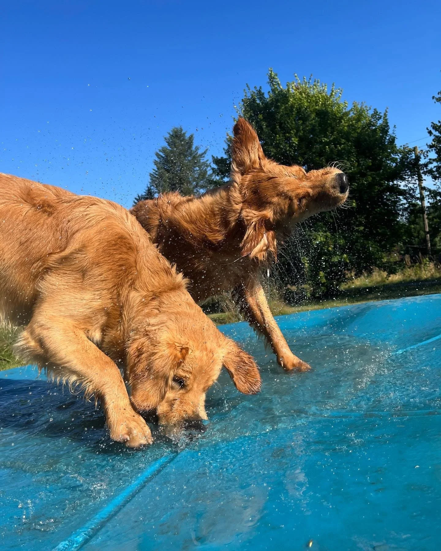 Two golden retriever dogs playing and splashing in a blue kiddie pool with a clear blue sky and trees in the background.