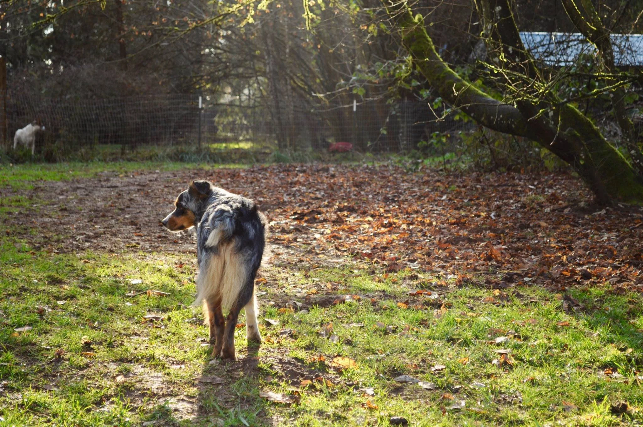 An Australian Shepherd dog standing on grass in a backyard, with a fallen leaf-covered yard and a tree leaning to the right, and a fenced area with a goat in the background.
