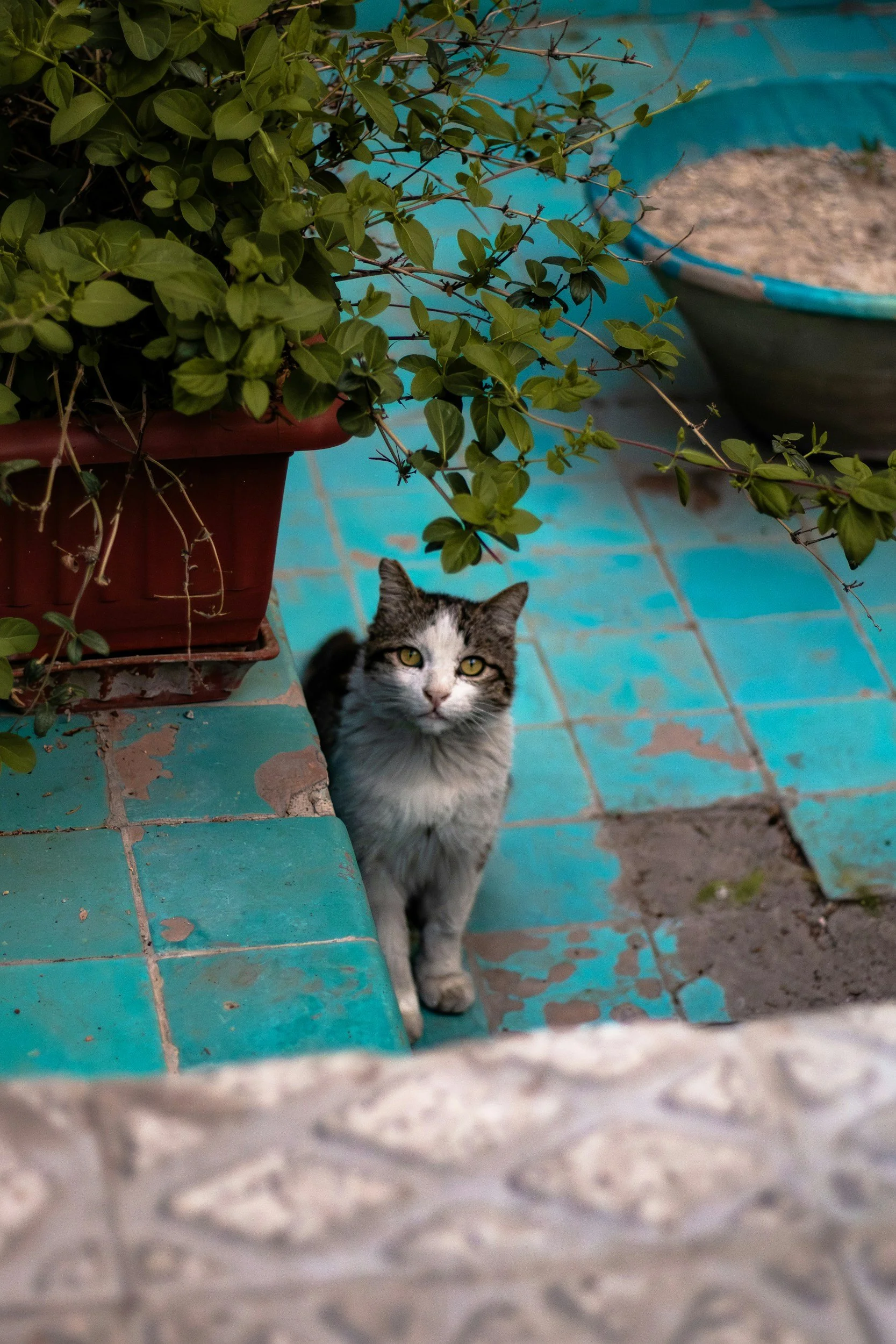 Why Every Muslim Household Should Adopt a Cat