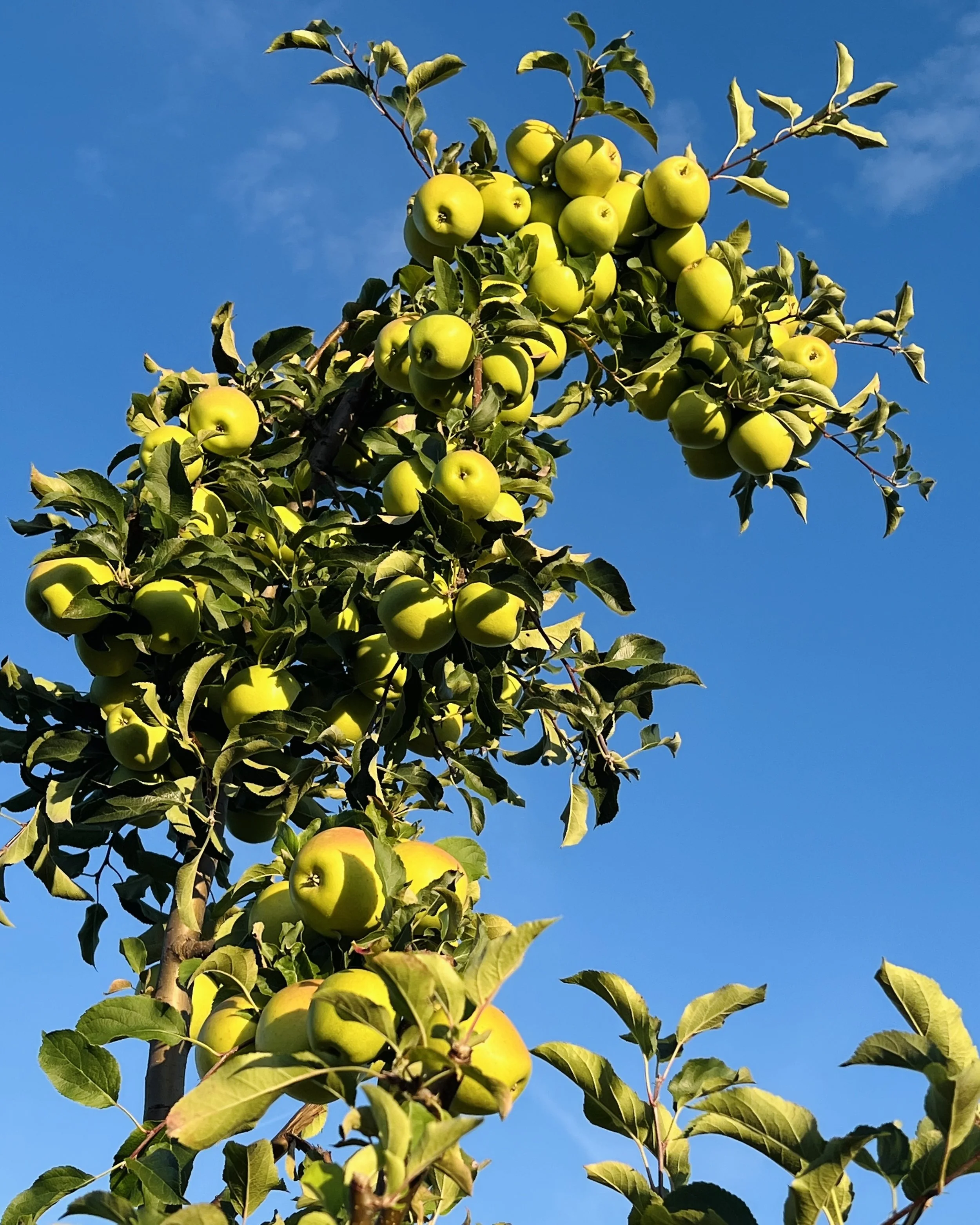 A cluster of green apples growing on a tree branch against a clear blue sky in the Hudson Valley.