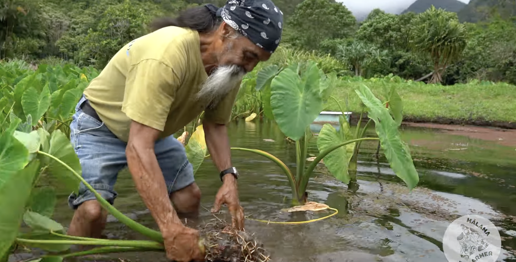 Mālama da Farmer Grantee: Naaman Toko