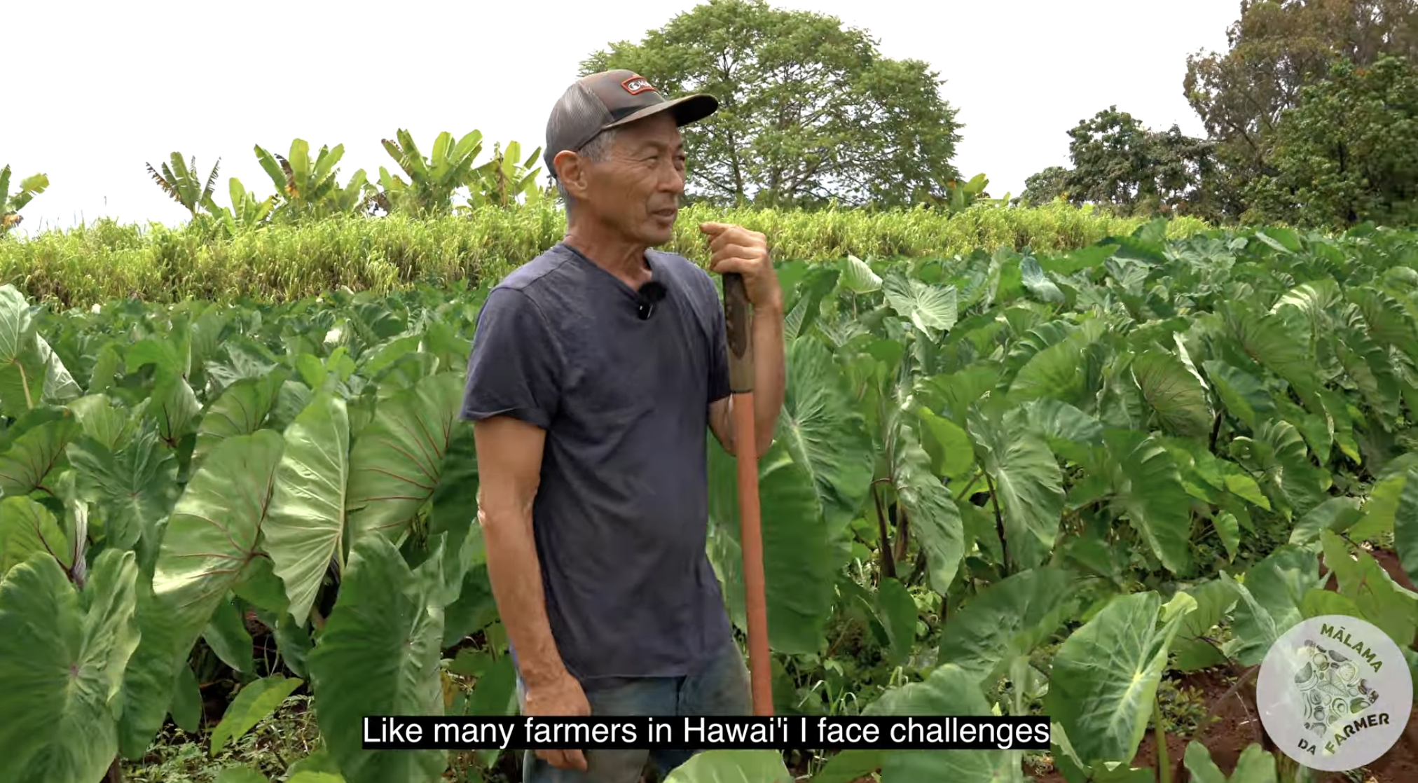 Mālama da Farmer Grantee: Richard Kodani