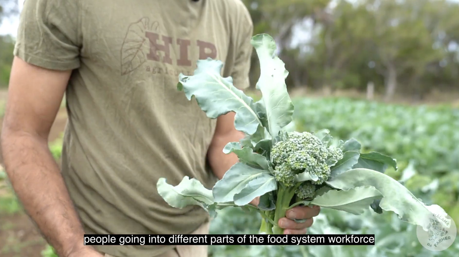 Mālama da Farmer Grantee: HIP Agriculture
