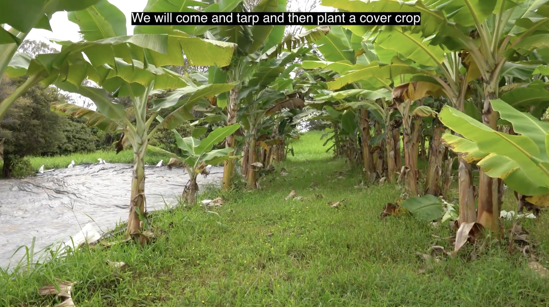 Mālama da Farmer Grantee: The Family Farm Inc.