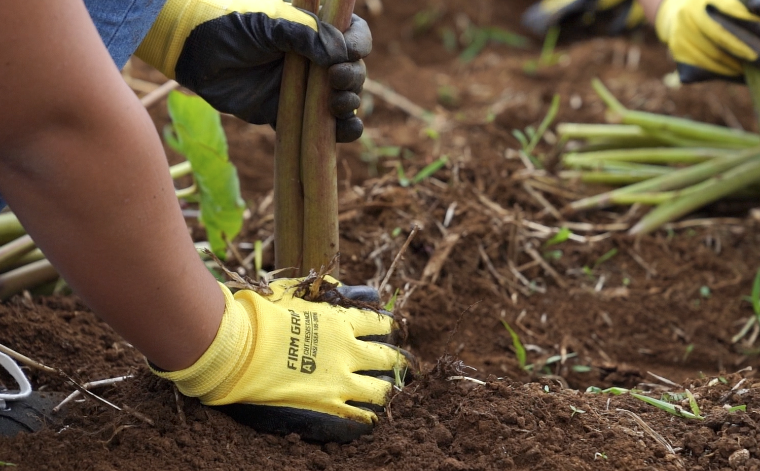 On Hawaiʻi Island, the Global Food Crisis Is Already Here