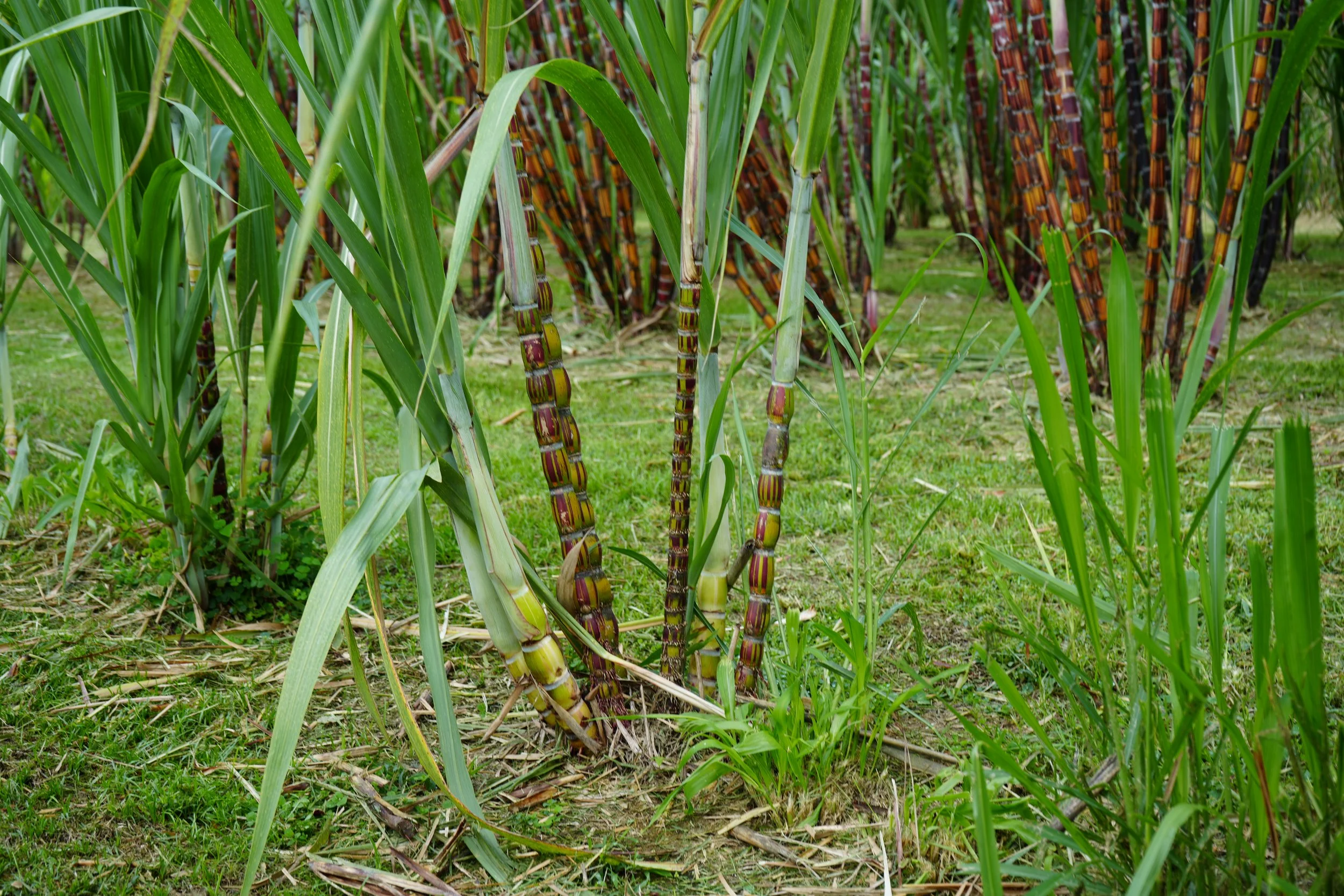 Hawaiian Heirloom Sugarcane