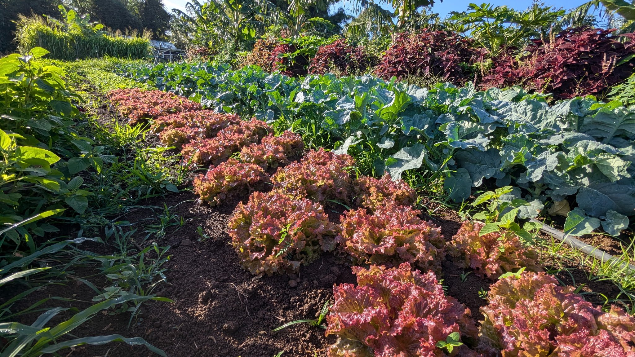 Production &amp; Post-Harvest Supplies