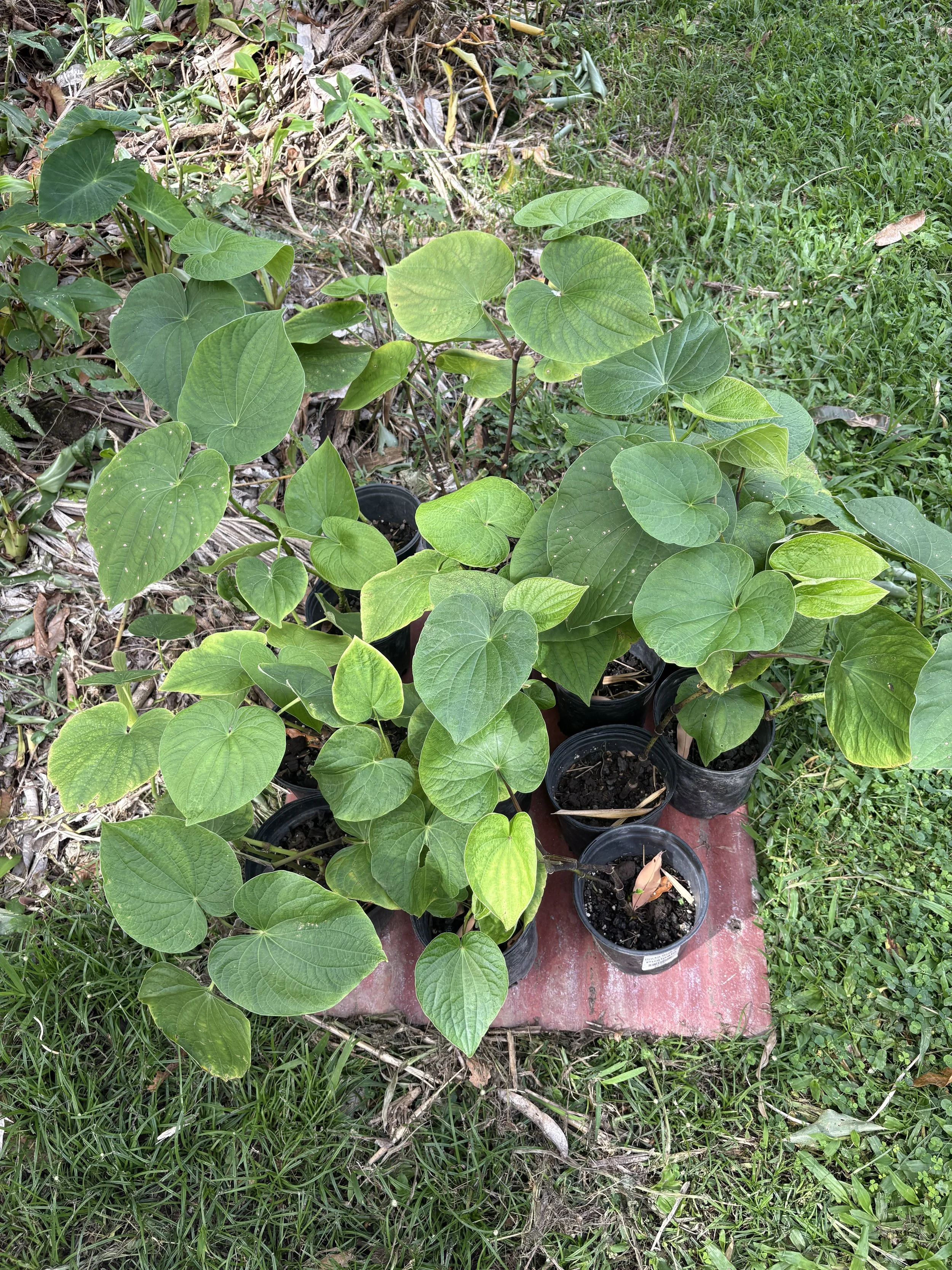 ʻAwa Plants
