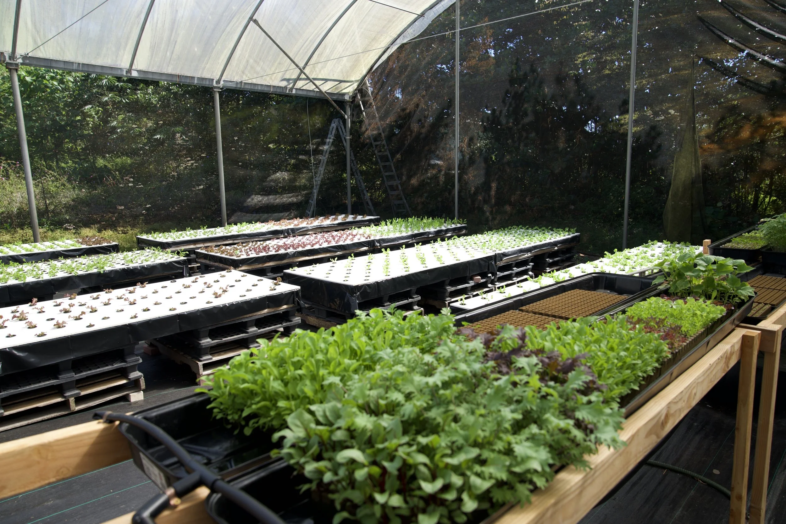 Improved hydroponic production.