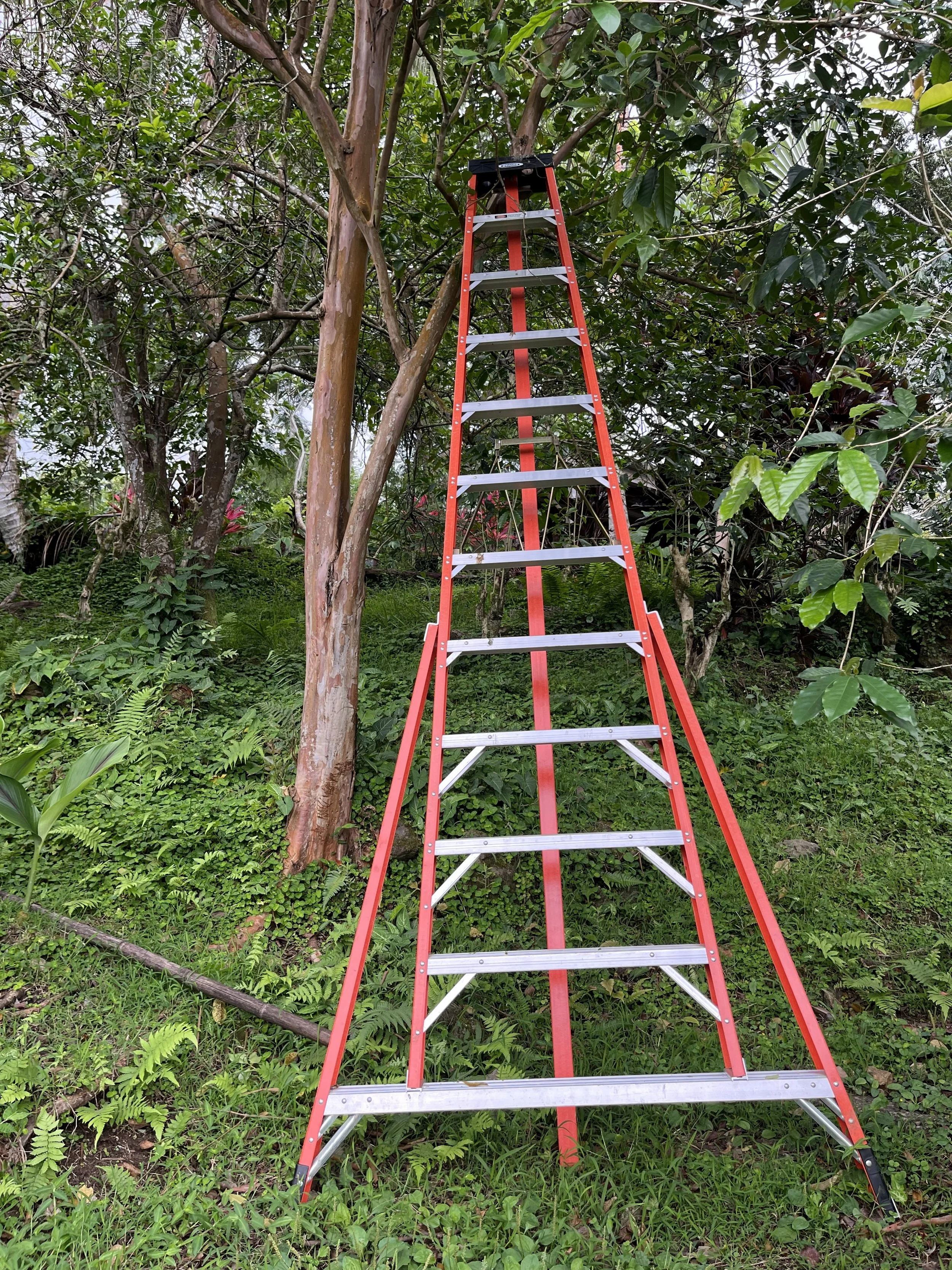 New Orchard Ladder