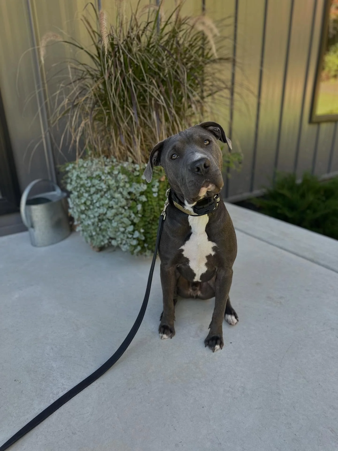 Finnegan is learning leash walking, impulse control  and neutrality with added distraction this week.  Relaxation looks good on you boy!