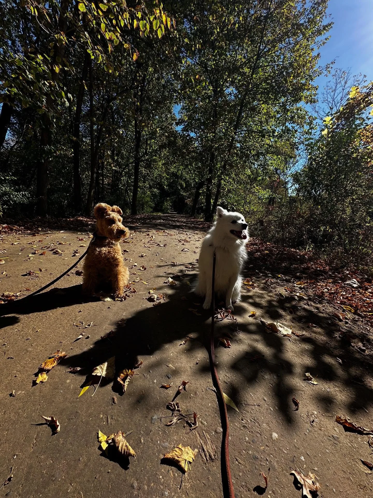 A beautiful day for a stroll with two longtime Smart Dogs!  Joey and Maui have been long time dog buddies!