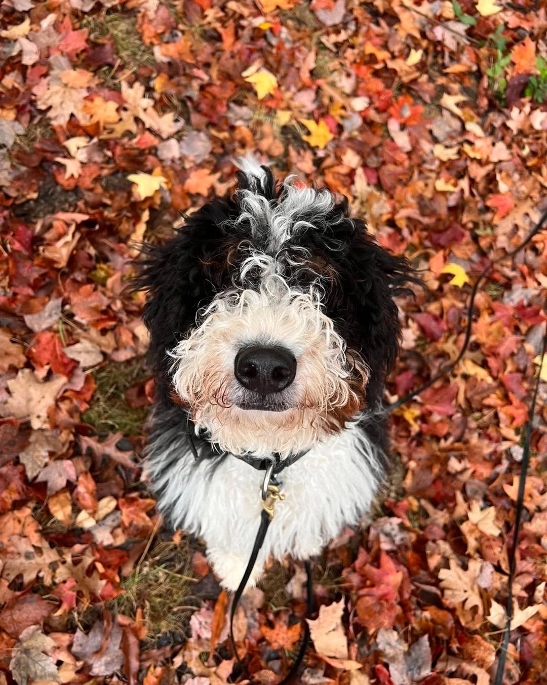 Django 🤎
Goal of the week:
Learn the foundation of proper leash walking &amp; strengthening impulse control.