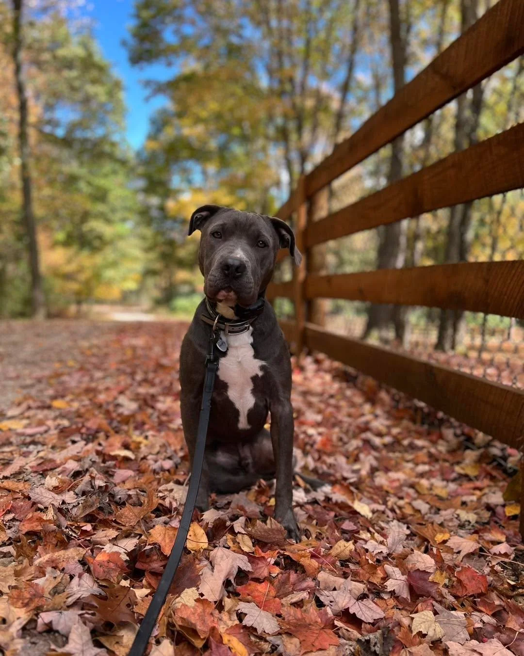Finnegan 💚
Goal of the week:
Continue to strengthen his proper leash walking &amp; solidify his &ldquo;stay&rdquo; command in preparation to learn &ldquo;place&rdquo; (down/stay on a specified target).