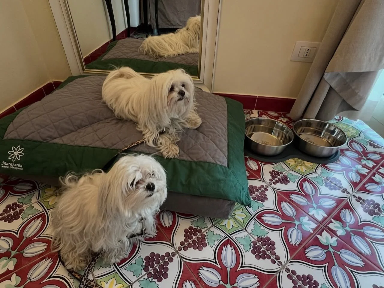 These little Smart Dogs living their best lives for sure!  Phoebe and Gigi got to travel to Italy with their parents.  All in the life of a well trained dog🇮🇹
