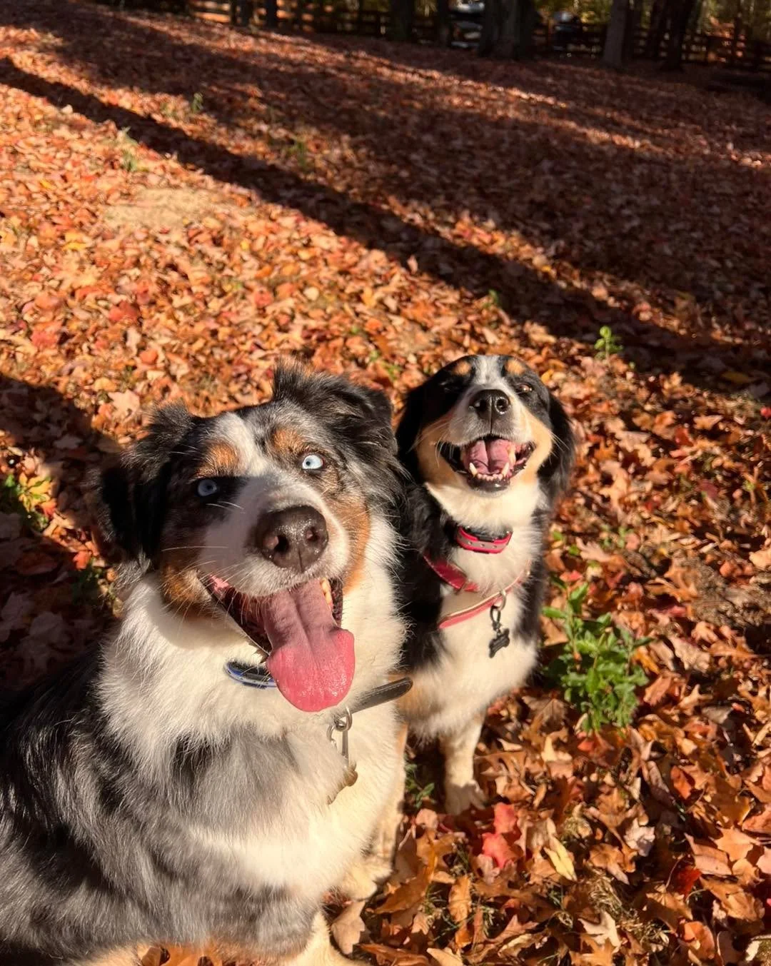 The Aussie&rsquo;s are in the house!! Welcome back Aspen &amp; Malibu! ❤️🐾