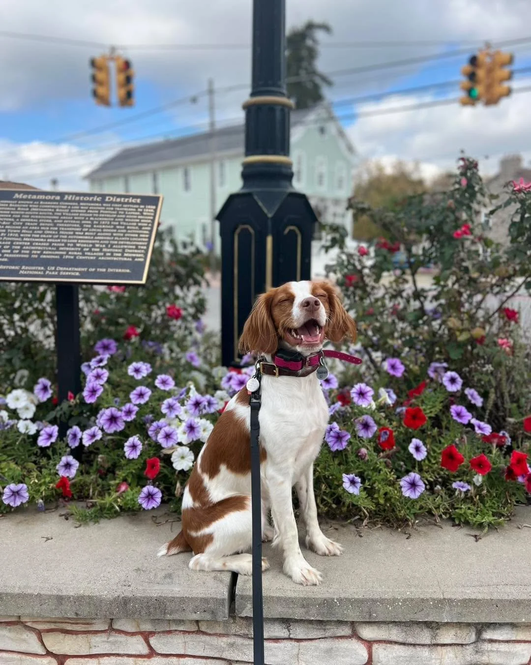 Peaches hit the jackpot! Not only is she currently boarding with us, but she also got to join us at Day Train! Can&rsquo;t get enough time with this sweet girl!
#DayTrain