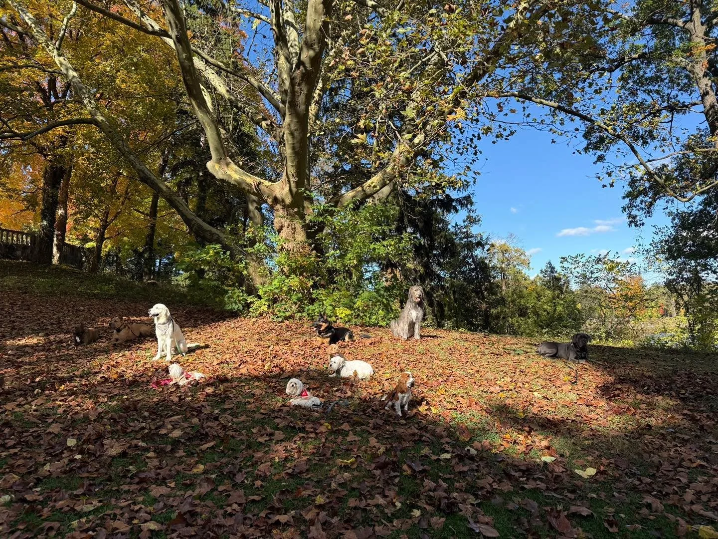 What a beautiful day for a class in Cranbrook! This location was a first for us & we’ll definitely be back again. It offered many different environments that entailed all sorts of distractions & scenery. Overall, it makes for perfect tr