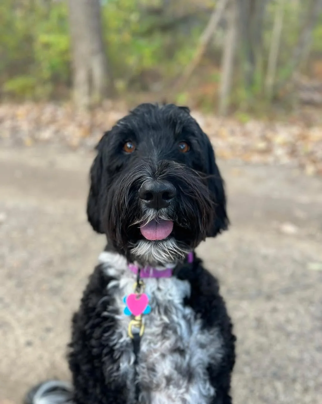 Bella is back for some boarding! We’ve definitely missed her & her 10/10 “sit pretty”!! 💜