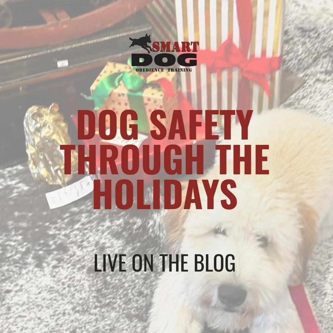 The holiday season is busy. Guests, food, kids, decorations... all things that test your dog's training.
We've put together a blog to help you keep things structured, safe, and stress-free.
Learn how to support your pup through the holiday season an