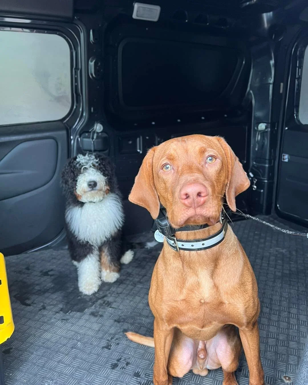 Duke & Django (the cutest duo) took their training to Pet Supplies Plus! This was their first indoor outing & they were awesome. One step closer to graduation! 🐾
