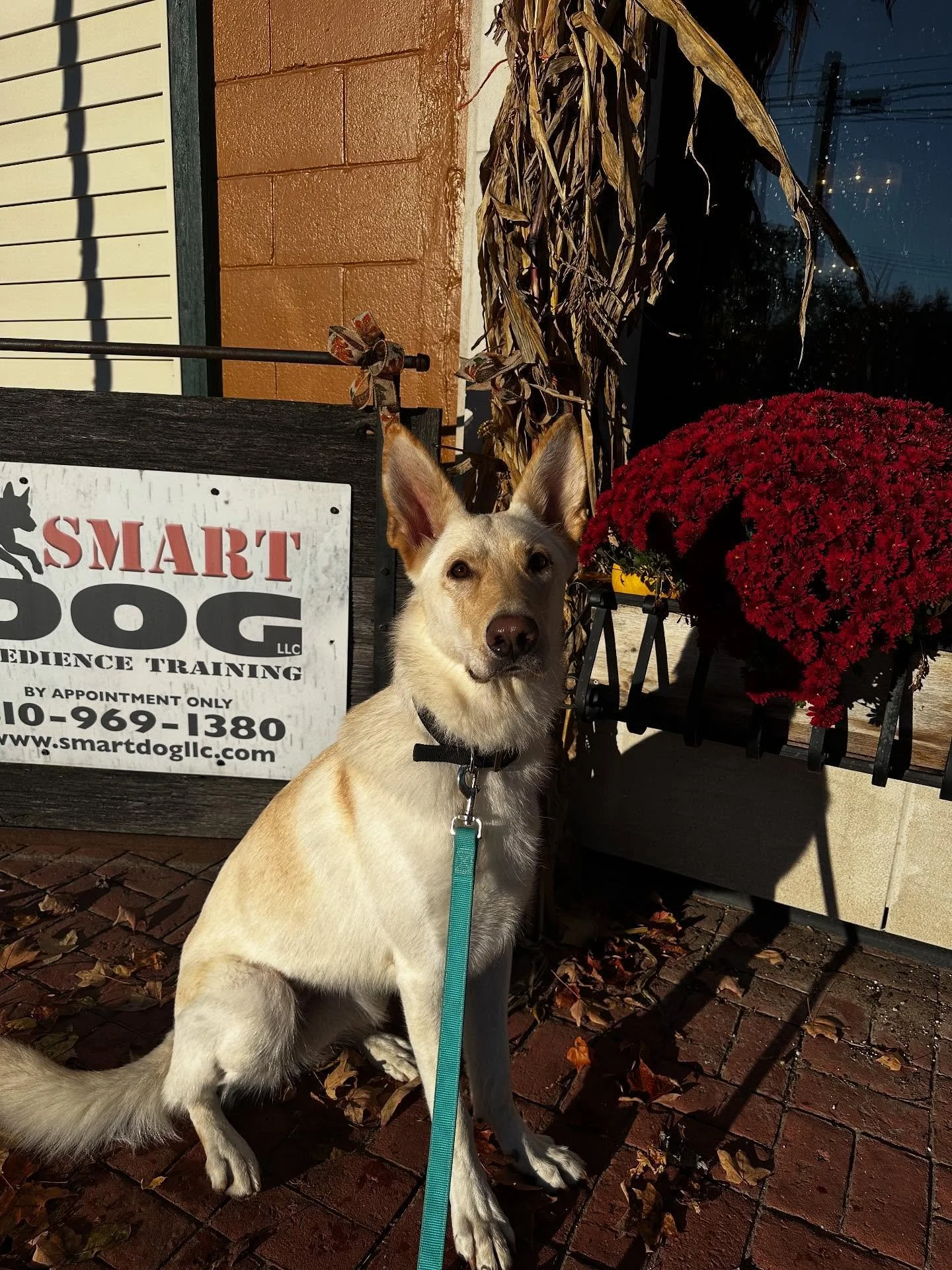 Congrats to Luna and her Mom!  They just completed their Private Series!  We focused on Obedience and Behavior.  They made great progress!  Onward and upward we go to help them be the best team they can be!