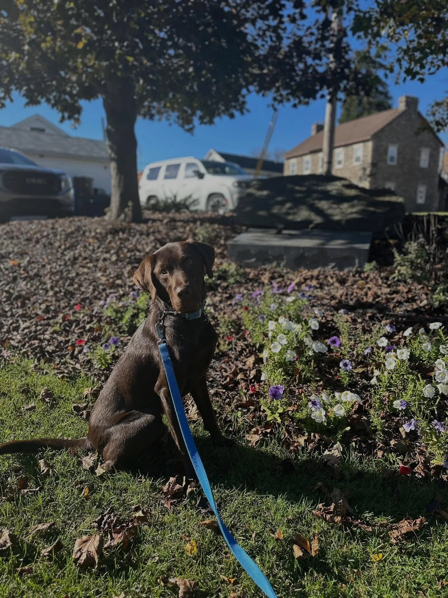 Congrats to Levi and his Mom!  They have graduated a Private Series geared towards identifying and modifying a reactive behavior towards other dogs that came on suddenly.  We made progress. We will work further to help him be calm and confident in an