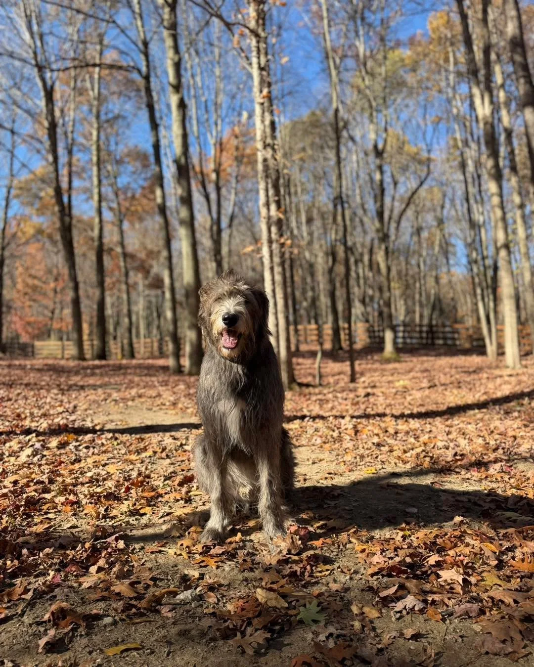 Our gentle giant, Niall, is paying us a visit! We always look forward to our time with him. ❤️🐾