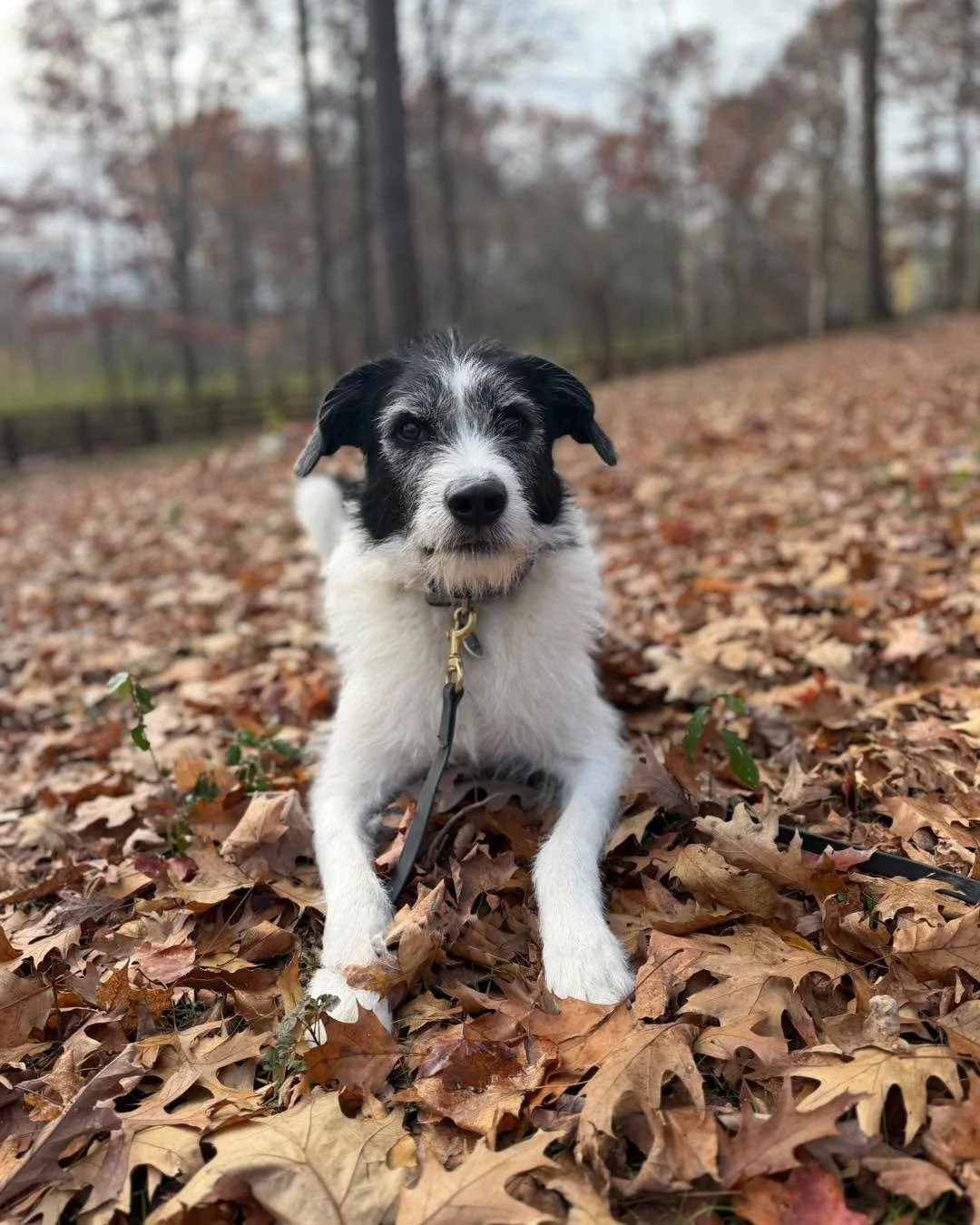 Happy Saturday from the SDO pack! ❤️🐾