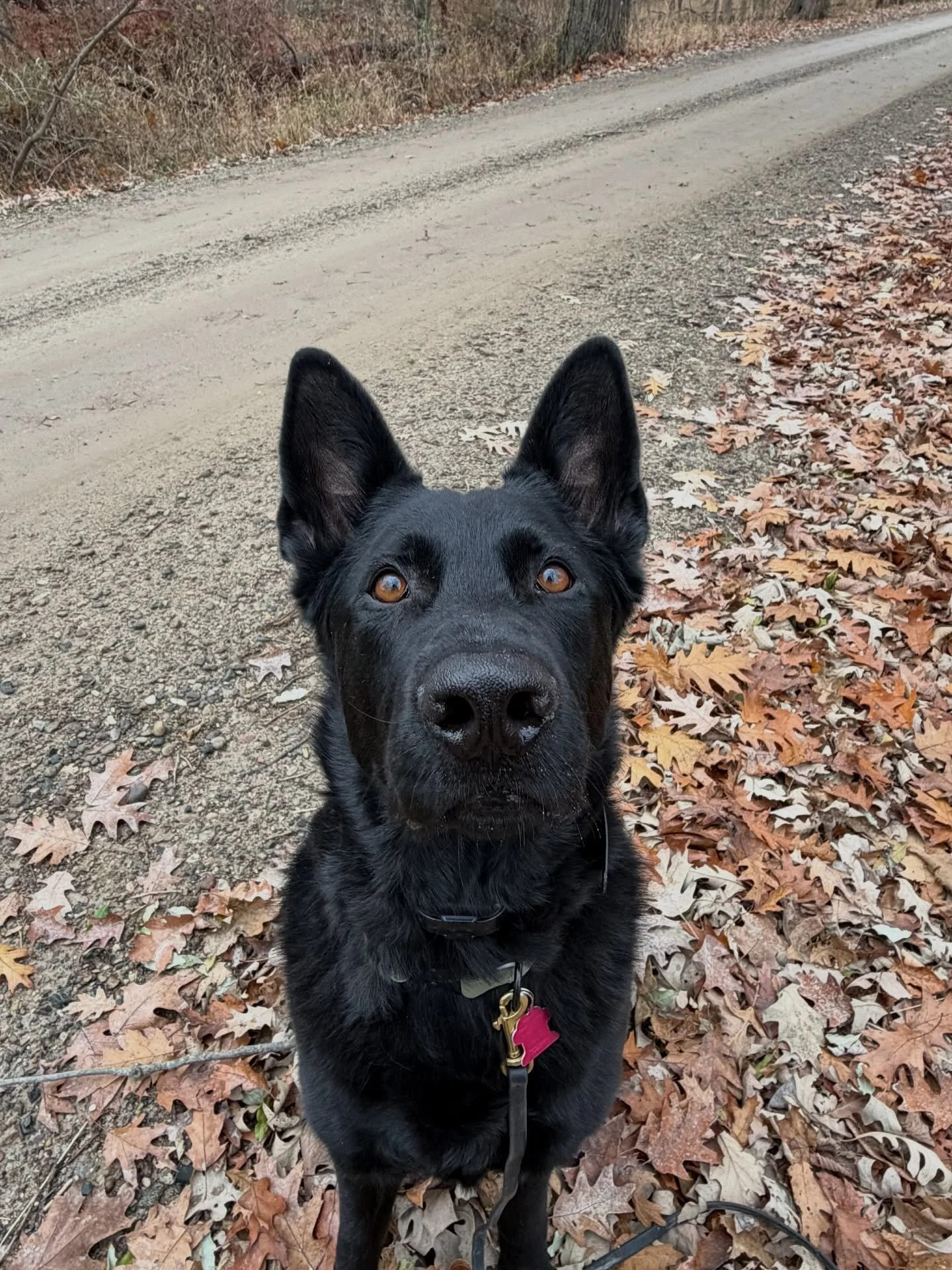 Jax is back!! We&rsquo;re grateful to have such a wonderful example for our new students to look up to. He&rsquo;s the best boy ❤️