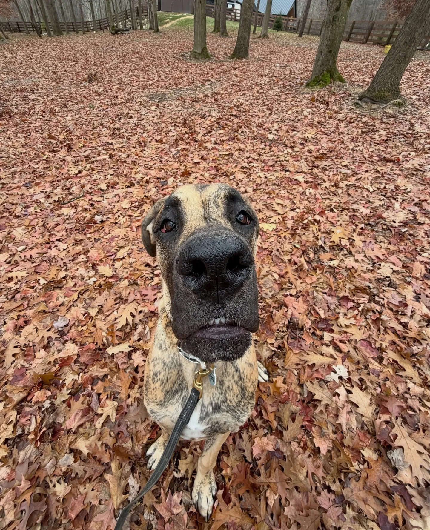 Gypsy&rsquo;s first training session was a great one!! This beauty sure does love to learn! ❤️